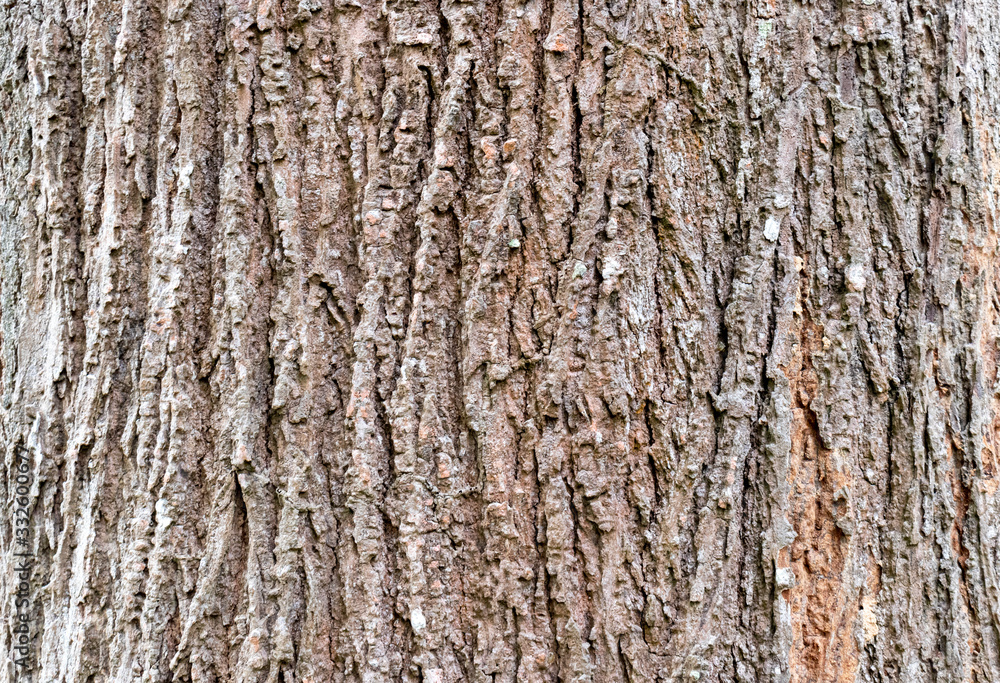 Closeup Tree Bark Texture For Background , Old Wood Tree background surface natural pattern Closeup Tree Bark Texture For Background , Old Wood Tree background surface natural pattern