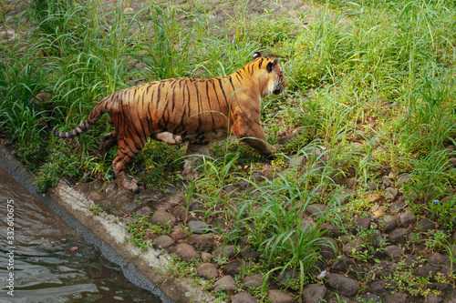 Pantera tigris sondaica or sumatran tiger in the zoo