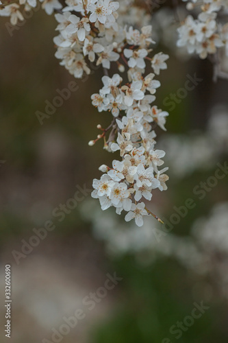 Blossoming branch with with flowers of cherry plum.