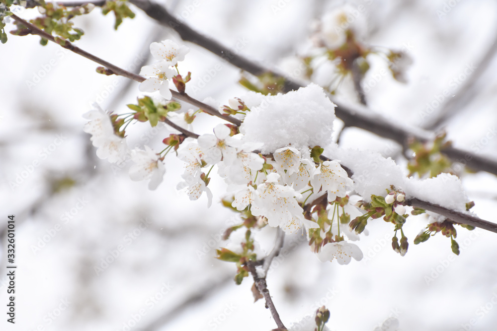 Snow on a first buds and white flowers on tree. Concept of bad weather condition, frost and agriculture disaster. Damage to the orchard Snow on a first buds and white flowers on tree. Concept of bad weather condition, frost and agriculture disaster. Damage to the orchard