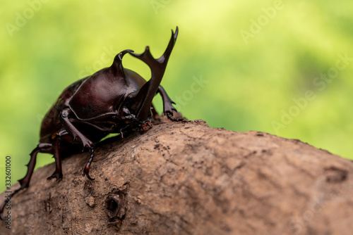 カブトムシ 甲虫 オス © ruiruito