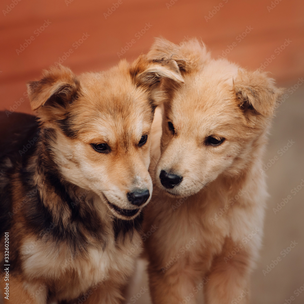 two mixed breed puppies portrait in dog shelter