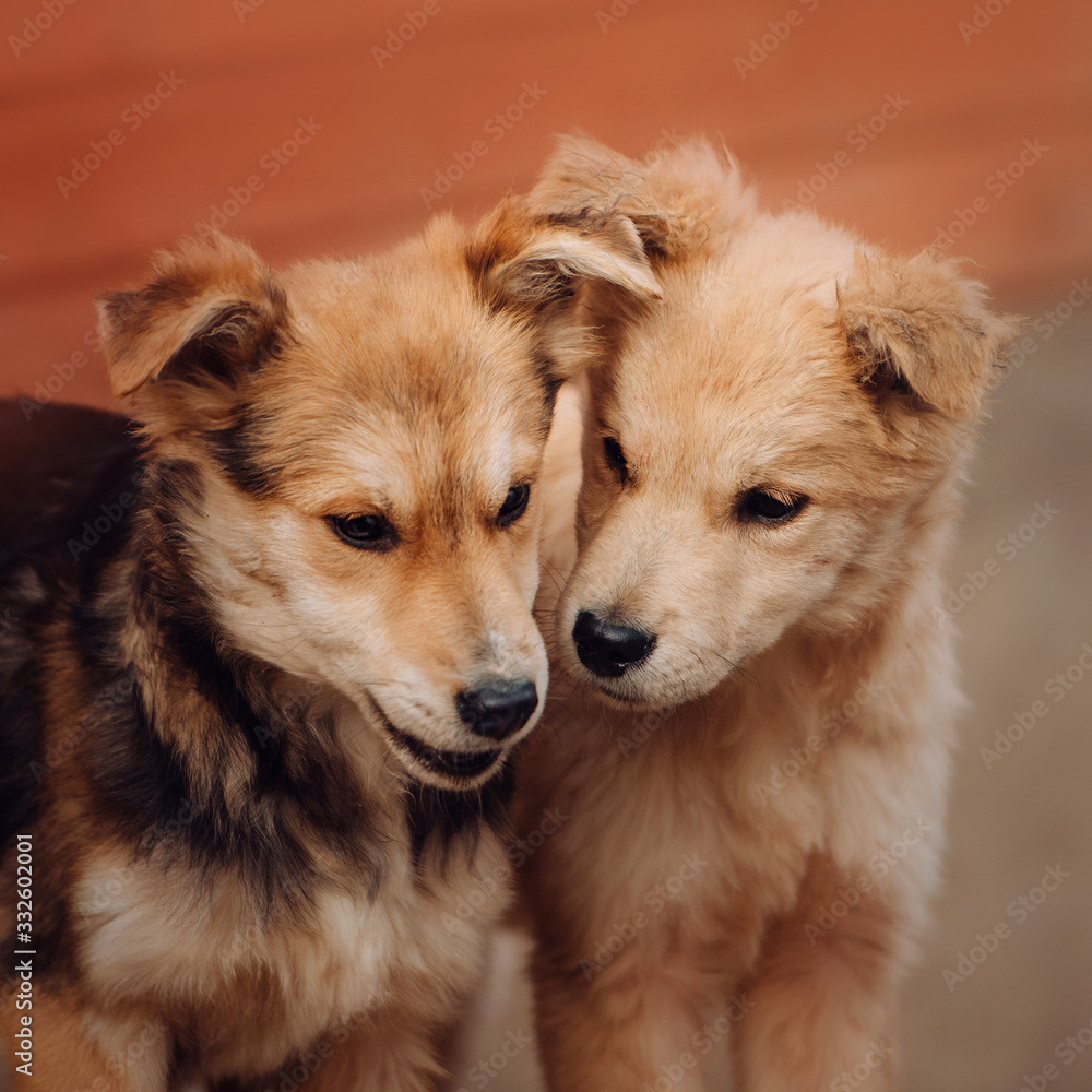 two mixed breed puppies portrait in dog shelter two mixed breed puppies portrait in dog shelter