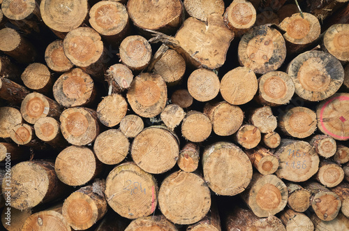 Close up picture of stacked tree logs.