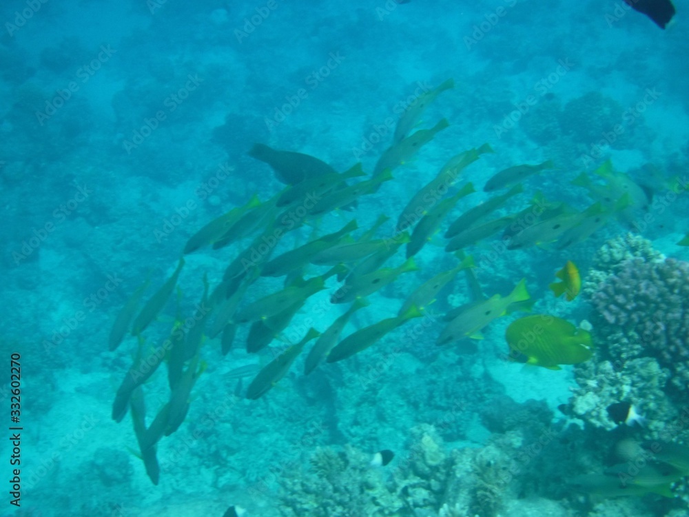 Fototapeta premium 7