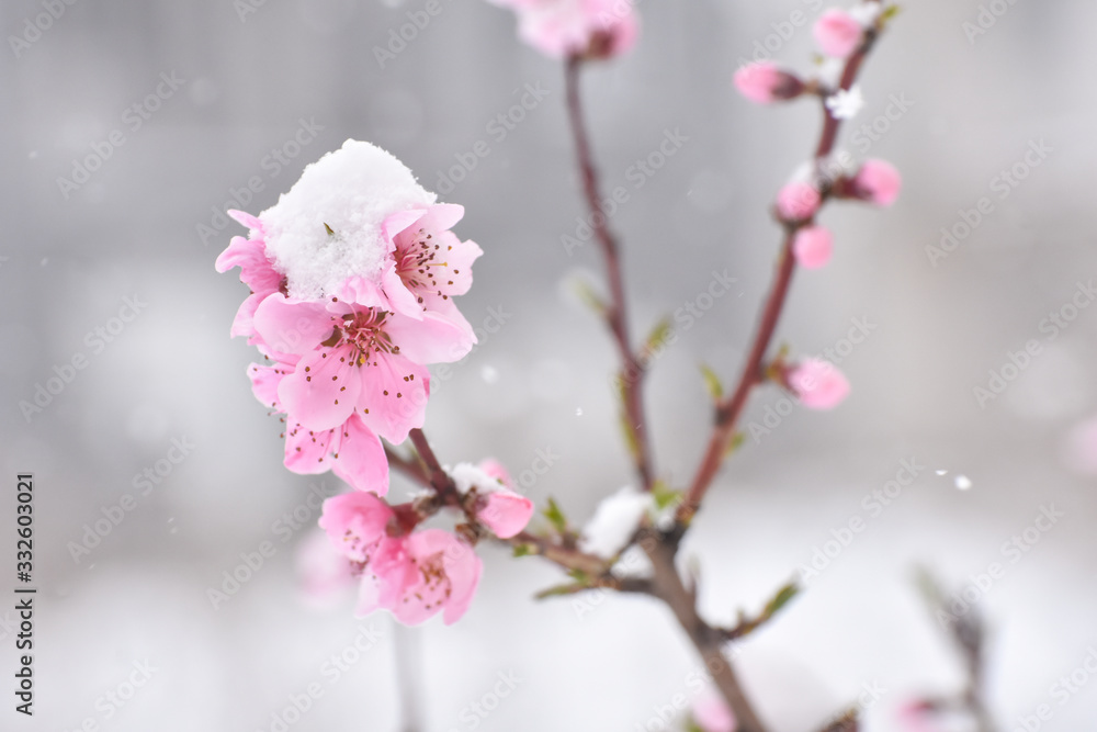 Snow on pink flowers and first buds on tree. Concept of bad weather condition, frost and agriculture disaster. Damage to the orchard Snow on pink flowers and first buds on tree. Concept of bad weather condition, frost and agriculture disaster. Damage to the orchard