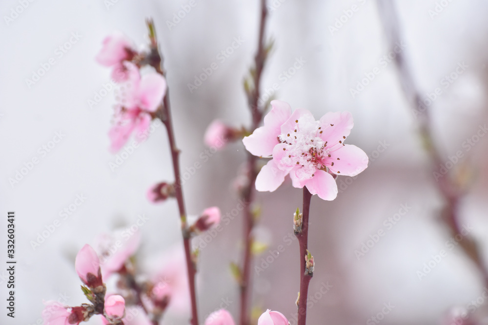 Fototapeta premium Snow on pink flowers and first buds on tree. Concept of bad weather condition, frost and agriculture disaster. Damage to the orchard