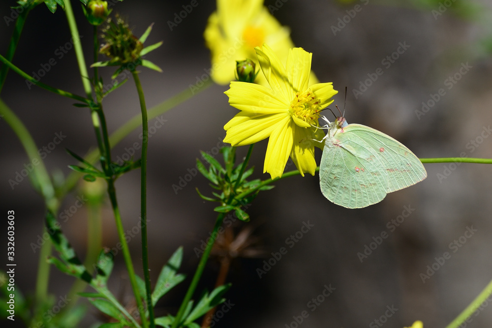 Common Brimstone, Gonepteryx rhamni is one kind of butterfly with yellow wings Common Brimstone, Gonepteryx rhamni is one kind of butterfly with yellow wings