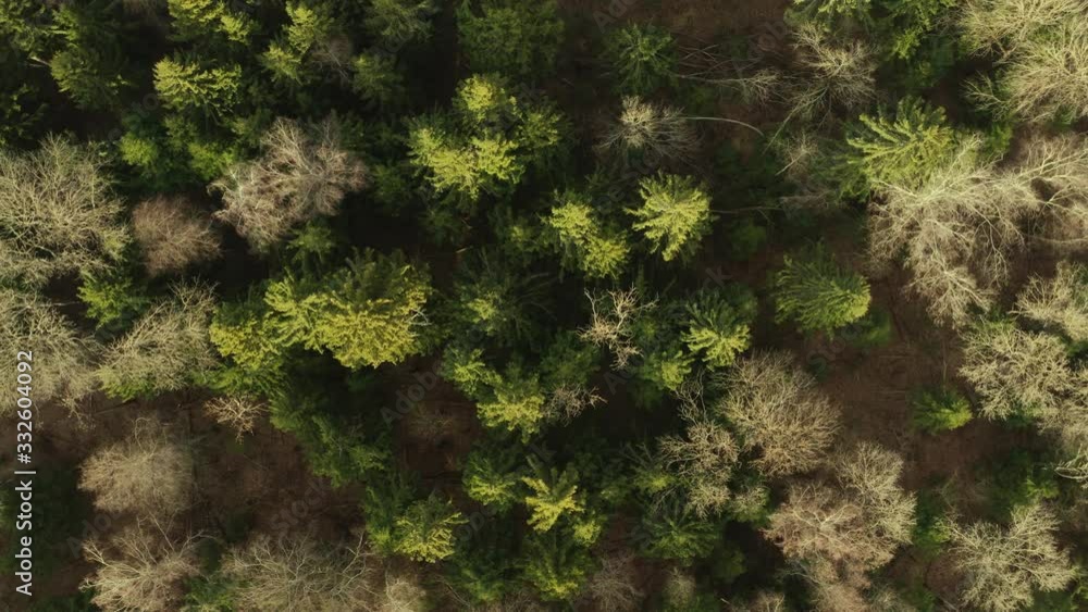 Aerial top view of waving spring trees in forest. Windy weather Aerial top view of waving spring trees in forest. Windy weather