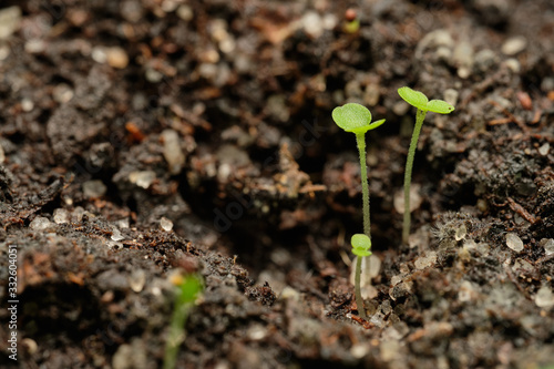 Seedling of vegetable. Preparation of garden for spring