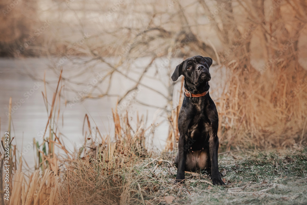 cane corso dog sitting outdoors in autumn cane corso dog sitting outdoors in autumn