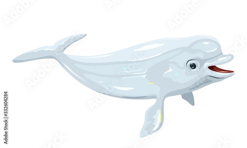 Gregarious beluga or white whale is Arctic and sub-Arctic cetacean. It s known as sea canary, due to its high-pitched calls and melonhead. Marine animal. Vector isolated illustration.