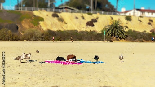 Curious birds explores the things of tourists