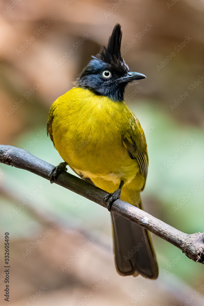 Fototapeta premium Black-crested Bulbul perching on a perch looking into a distance