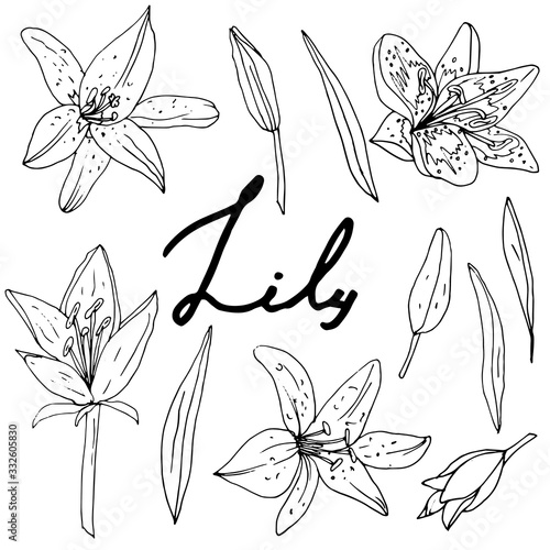 Contour lily on a white background drawn by hand. A collection of coloring pages for children and adults. Set of decorative elements. Vector illustration.