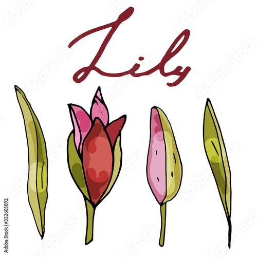 A collection of blooming lily on an isolated white background. The contour is drawn by hand. Lily for greeting cards, invitations and more.