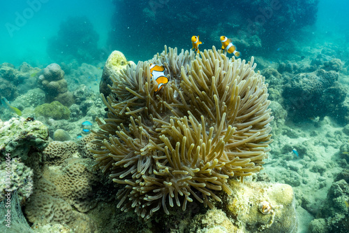 Beautiful anemone and clown fish in the shallow sea in Phuket  Thailand. © satit