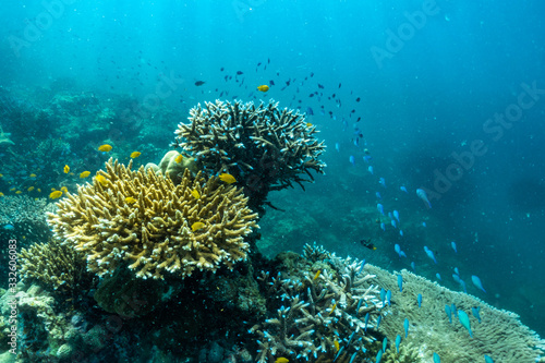 underwater scene with coral reef and fish; Sea in Surin Islands; Phang Nga Province; southern of Thailand.