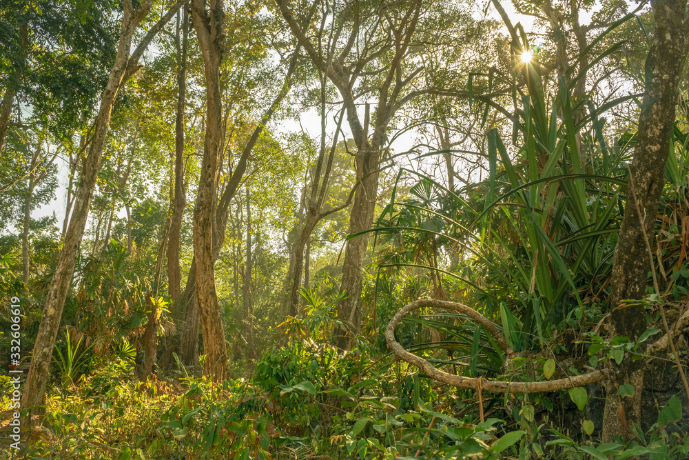 Pristine untouched tropical forest and bright sun beams over the jungle in Sawarna, Banten, Java island, Indonesia Pristine untouched tropical forest and bright sun beams over the jungle in Sawarna, Banten, Java island, Indonesia