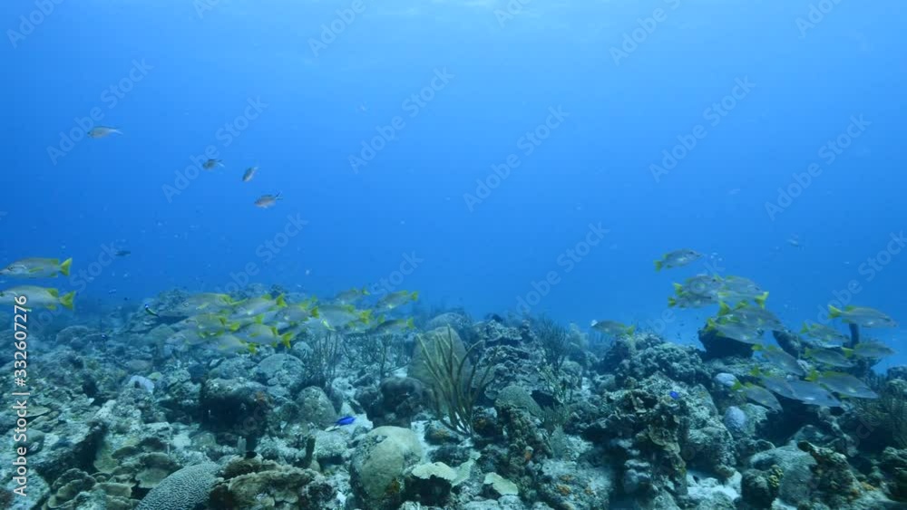 School of Schoolmaster Snapper in turquoise water of coral reef in Caribbean Sea / Curacao School of Schoolmaster Snapper in turquoise water of coral reef in Caribbean Sea / Curacao