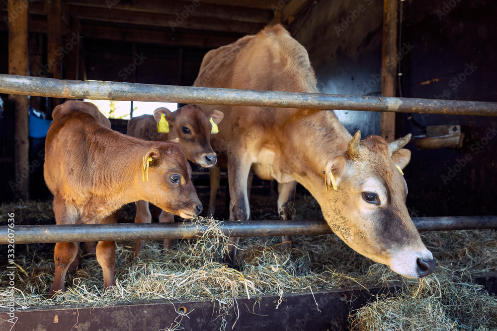 jersey cow and calves in open stable on dutch organic farm in the