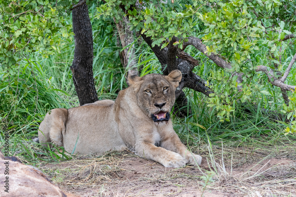 Lioness Lioness