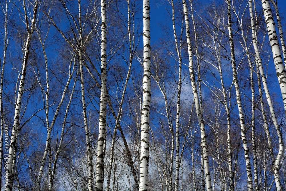 Fototapeta premium Walking through the forest