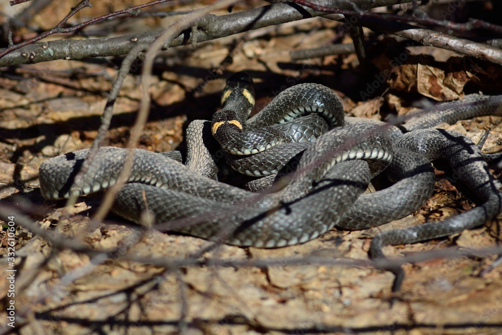 snake in spring forest (Natrix natrix) snake in spring forest (Natrix natrix)