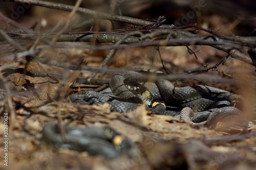 snake in spring forest (Natrix natrix)