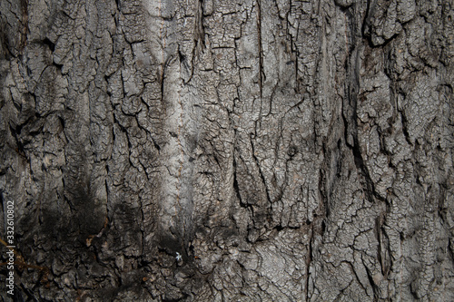 Brown Poplar bark background. Grunge tree background. Brown background. Copy space.
