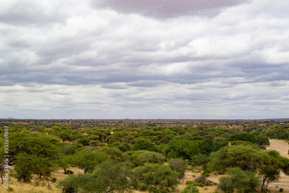 Landscape of the savannah full of trees of Tarangire National Park, in Tanzania, on a cloudy day