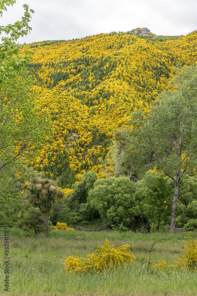 Naklejka premium slopes covered with blossoming broom shrubs, near Tapawera, Tasman, New Zealand