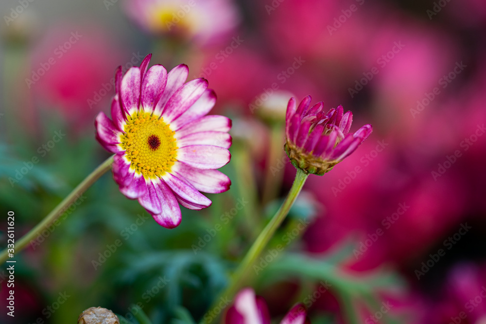 Obraz premium blühende Margeriten