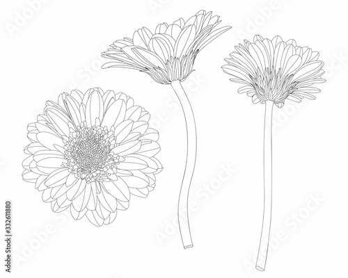 Beautiful monochrome, line, black and white gerbera flower set isolated. Hand-drawn contour lines and strokes.