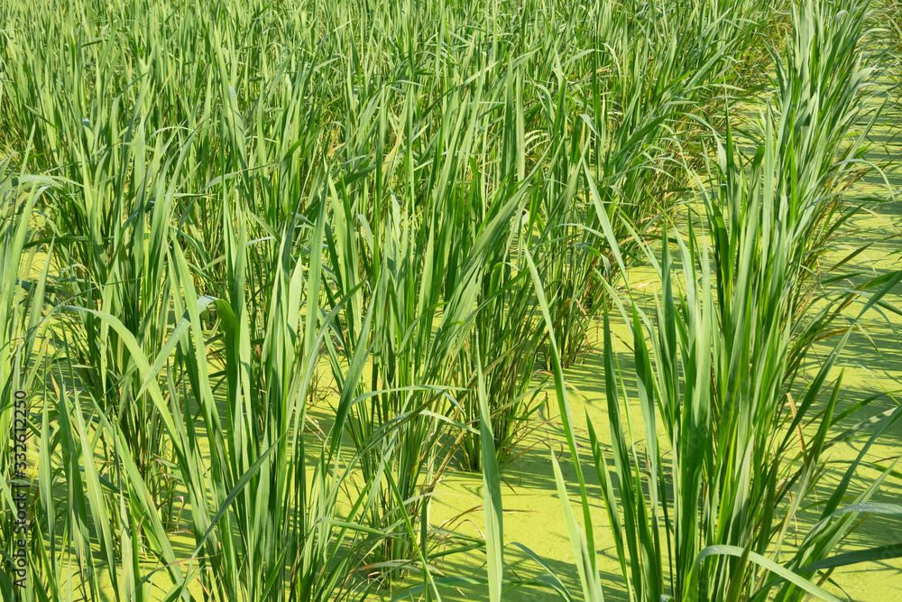 Fototapeta premium water bamboo farm