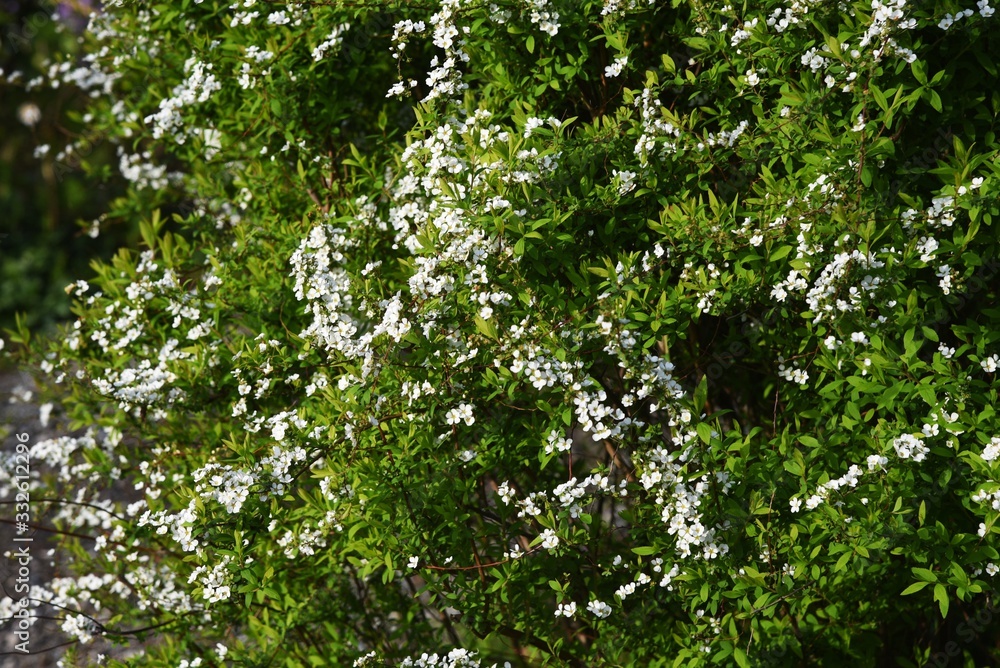Thunberg spirea / Rosaceae deciduous shrub Thunberg spirea / Rosaceae deciduous shrub