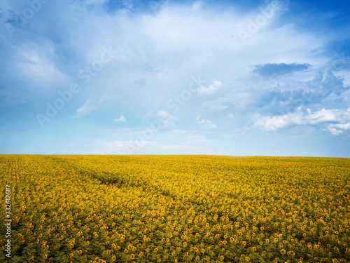 sunny field of sunflowers. drone shot. aerial  view. summer spring landscape / background © ver0nicka