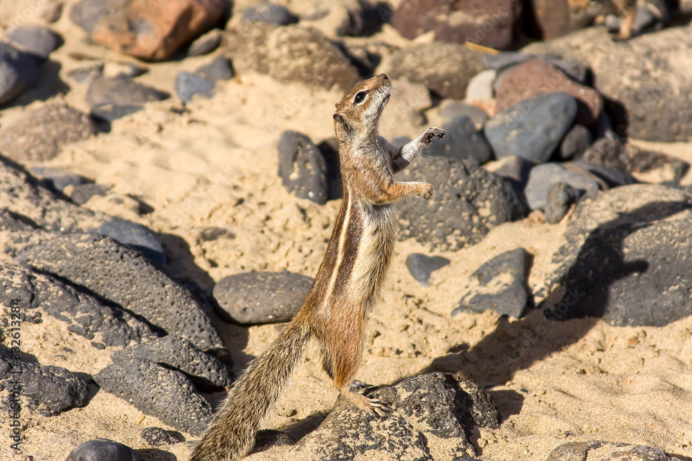 Barbary Ground Squirrel ( Atlantoxerus getulus ) , Playa de Barlovento , Fuerteventura , Canary Islands,spain,europe Barbary Ground Squirrel ( Atlantoxerus getulus ) , Playa de Barlovento , Fuerteventura , Canary Islands,spain,europe