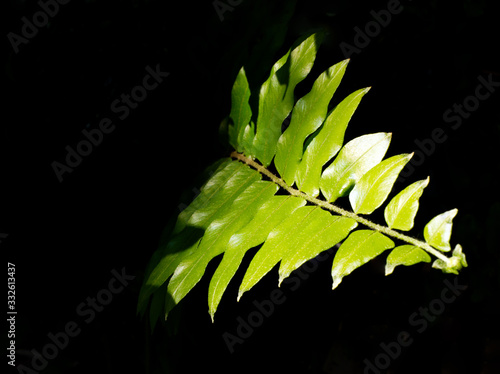 Growing in the dark, green fern on dark background. selective focus, Get light to grow.