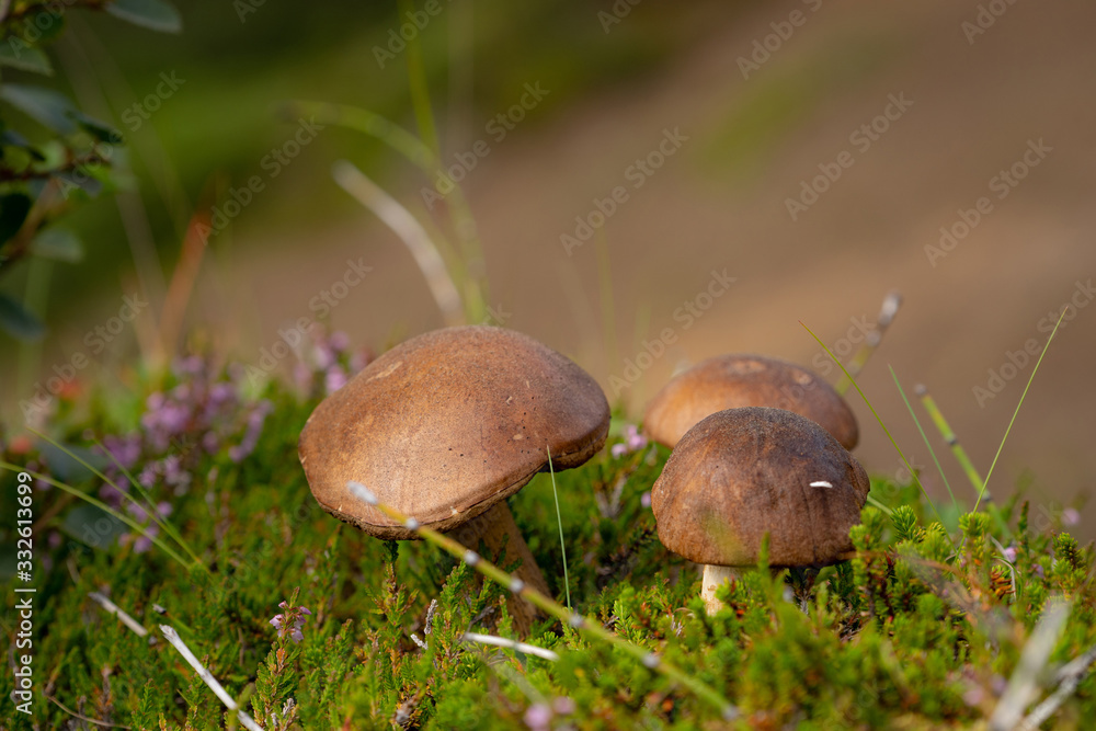 Short brown mushroom with blurred hills on background Short brown mushroom with blurred hills on background