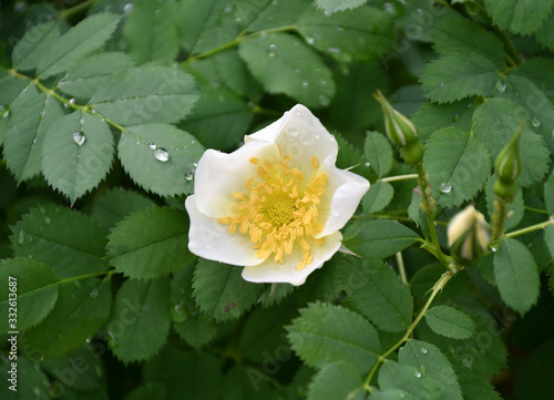 White rosehip flower