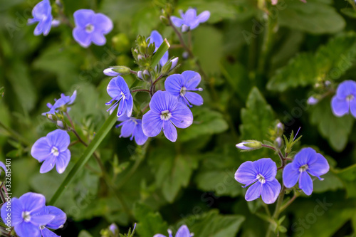  Blue flower Germander speedwell or Veronica chamaedrys on stem macro