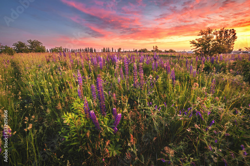 beautiful blue and violet lupines in rural field at sunrise (sunset). natural floral background 