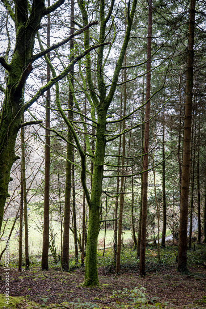 Obraz premium Watergate woods West Looe River Cornwall