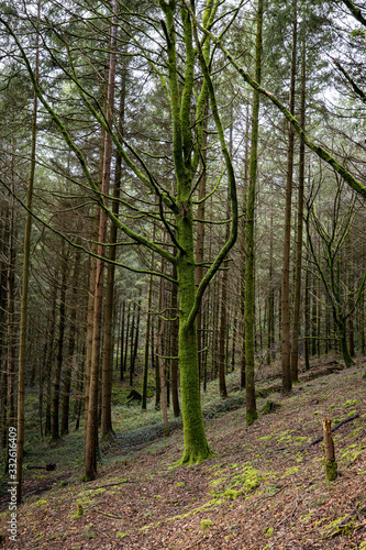 Watergate woods West Looe River Cornwall