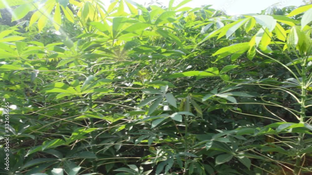 Cassava plantation Cassava plantation