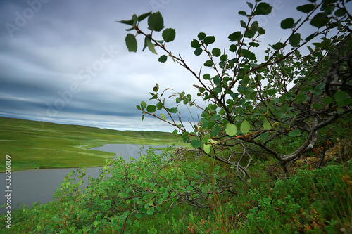 landscape tundra / summer landscape in the north tundra, moss, ecosystem