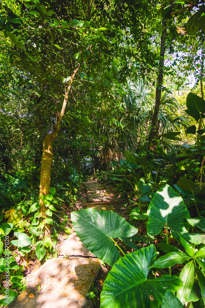 leafy trees in the tropical forest leafy trees in the tropical forest