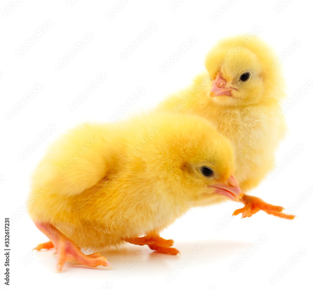 Obraz premium Two yellow chicks.