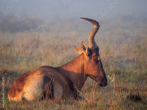 Red hartebeest (Alcelaphus buselaphus caama or Alcelaphus caama) lying on the ground in misty conditions. Eastern Cape. South Africa © Roger de la Harpe